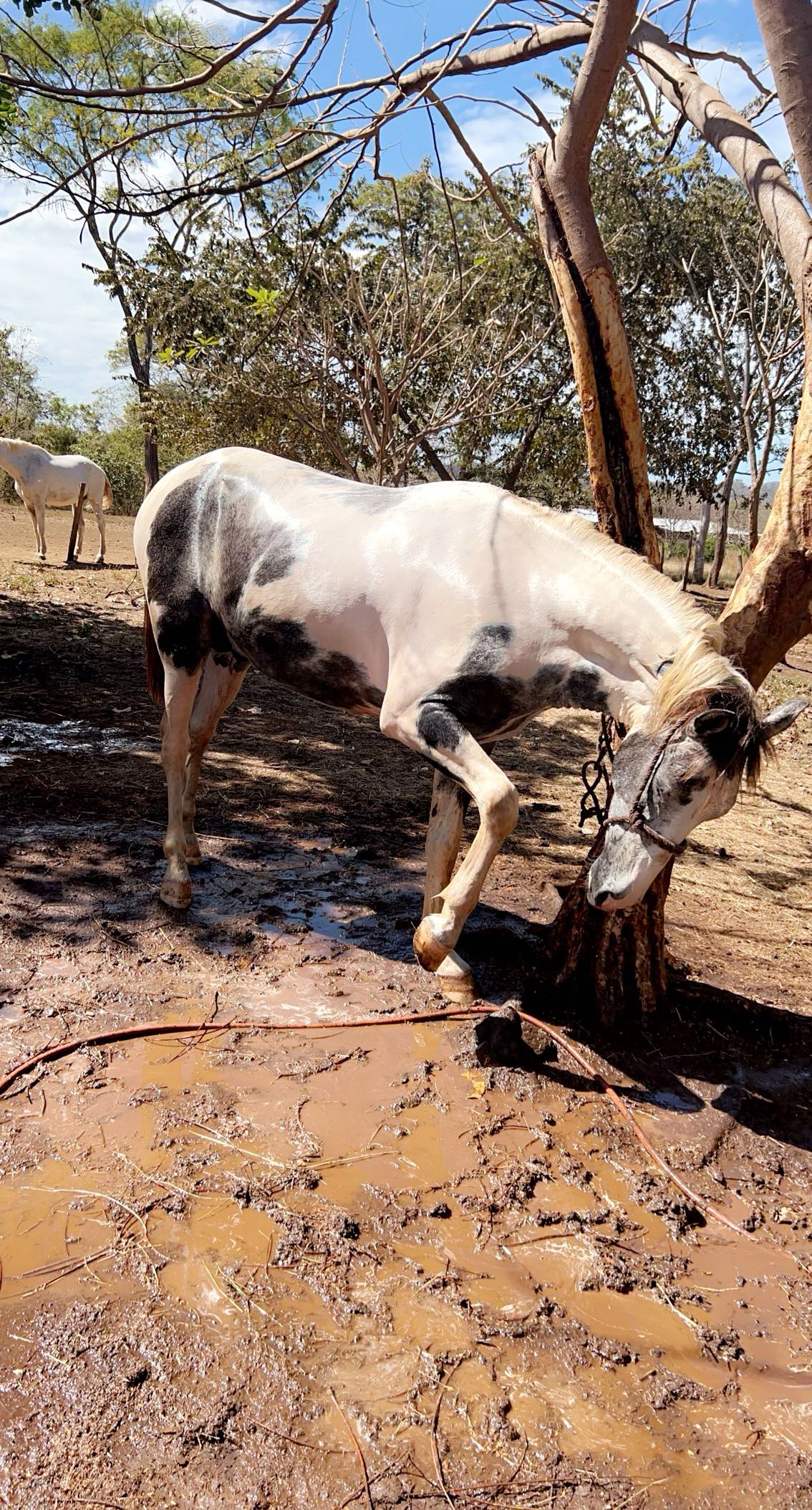 meelahrobbins snapchat image archive image