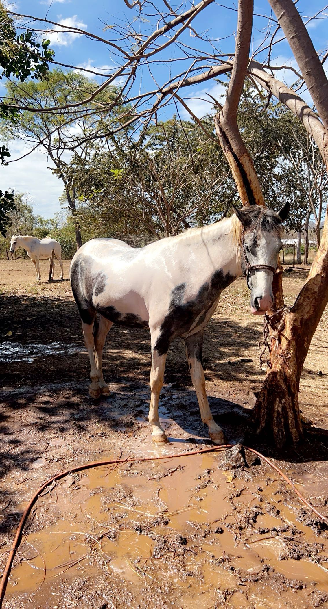 meelahrobbins snapchat image archive image