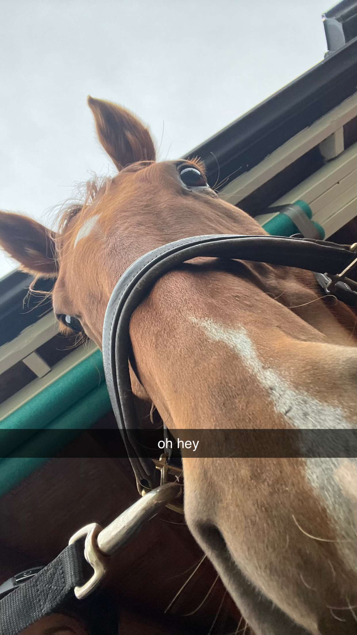 meelahrobbins snapchat image archive image