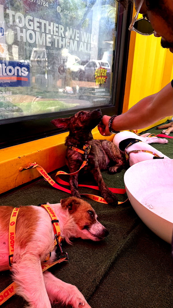 meelahrobbins image ~ Altpins