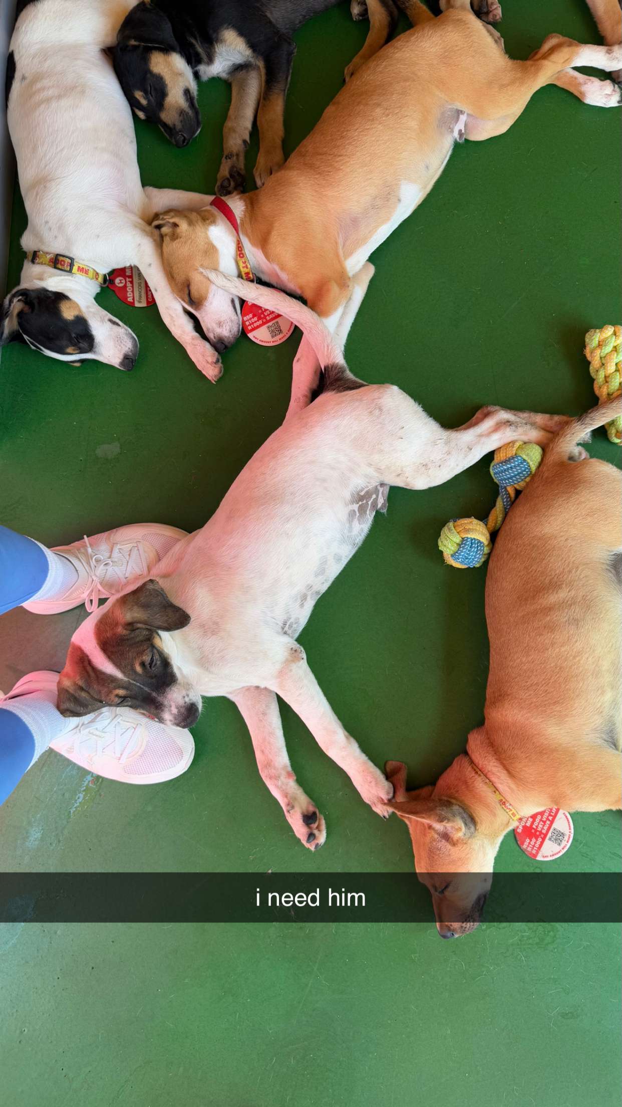 meelahrobbins snapchat image archive image