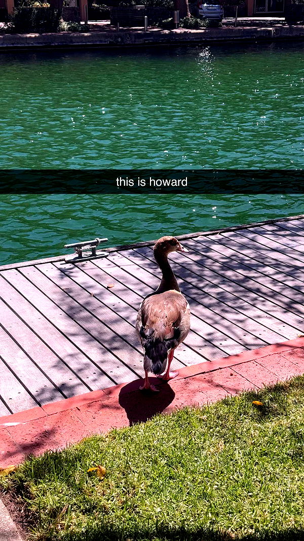 meelahrobbins image ~ Altpins