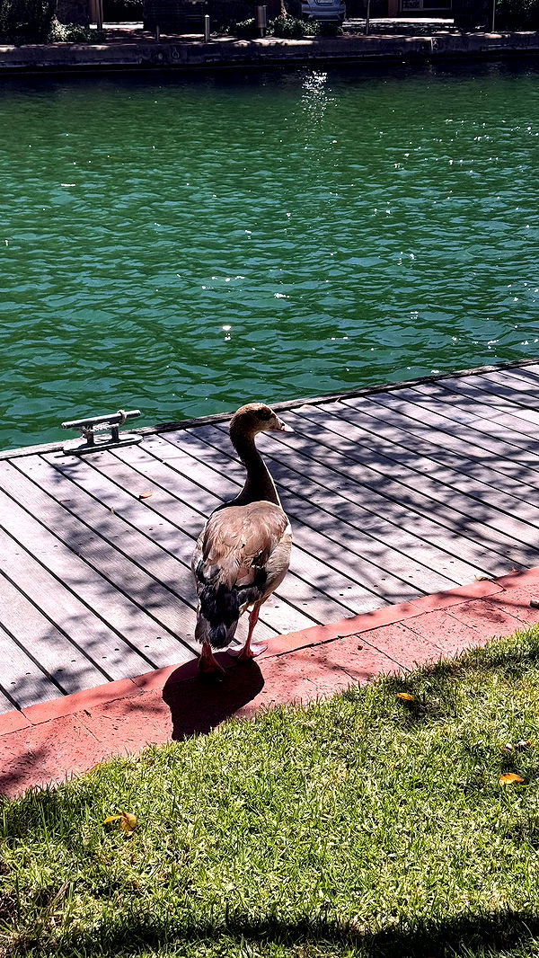 meelahrobbins image ~ Altpins