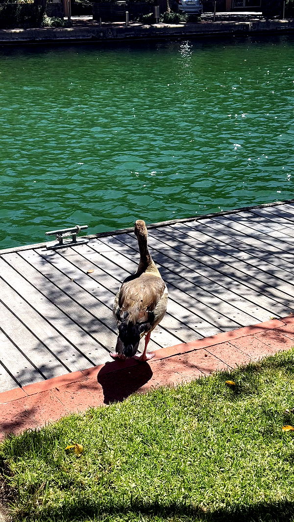 meelahrobbins image ~ Altpins