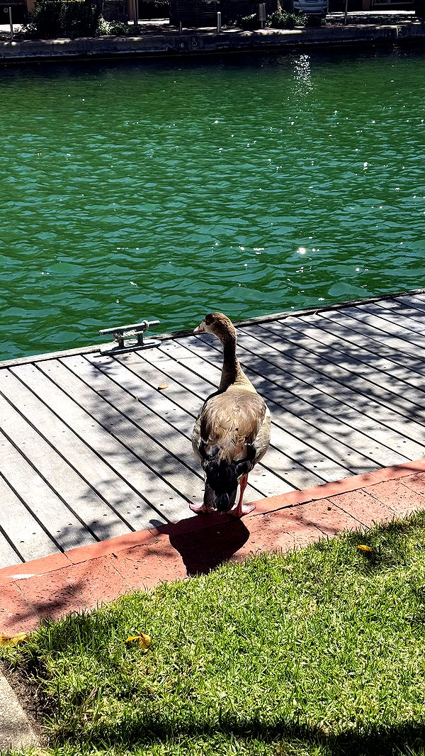 meelahrobbins image ~ Altpins