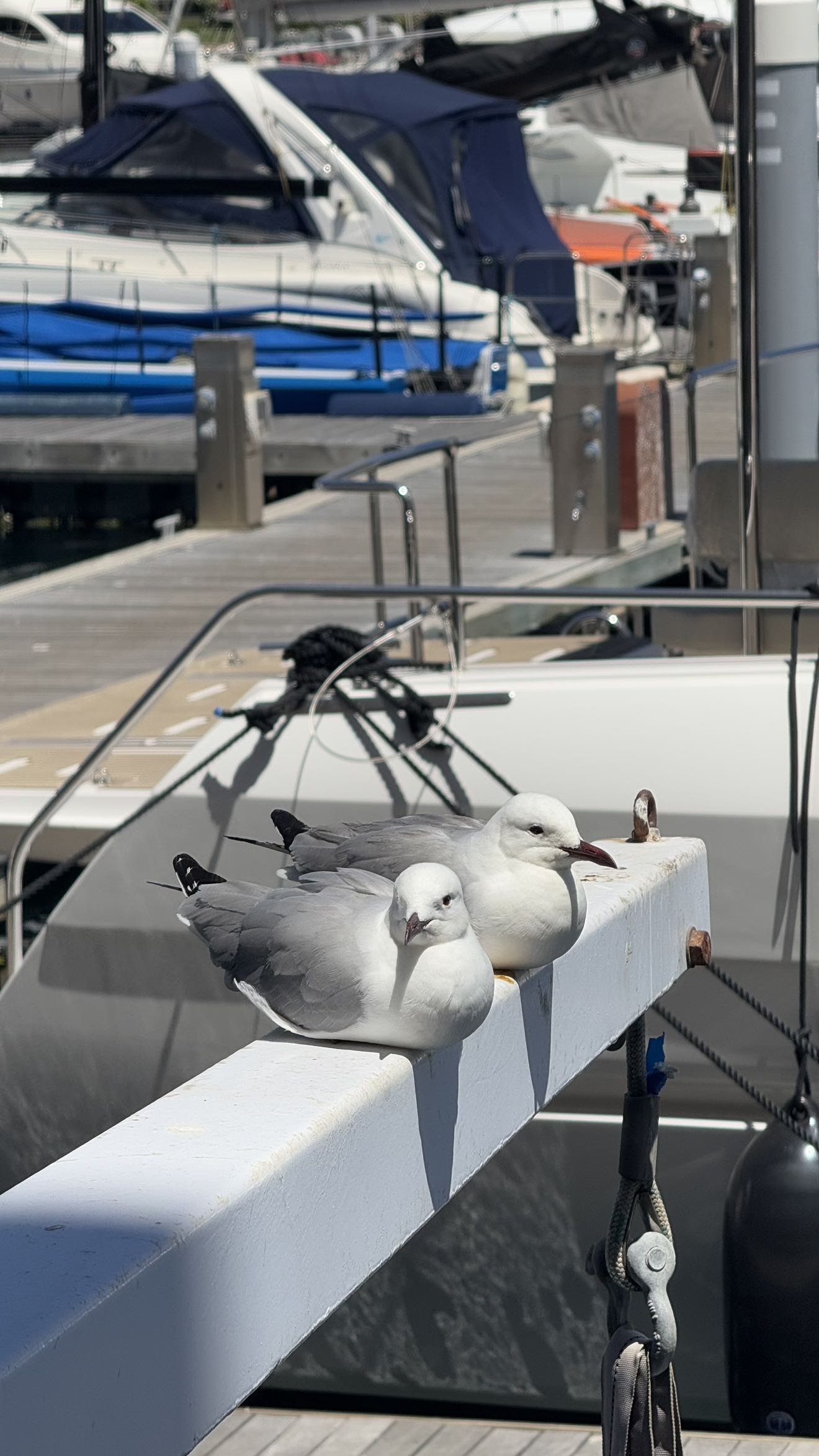 meelahrobbins snapchat image archive image