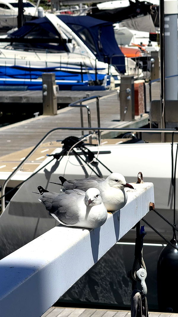 meelahrobbins image ~ Altpins