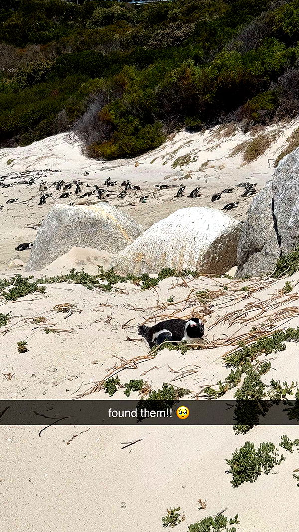 meelahrobbins image ~ Altpins