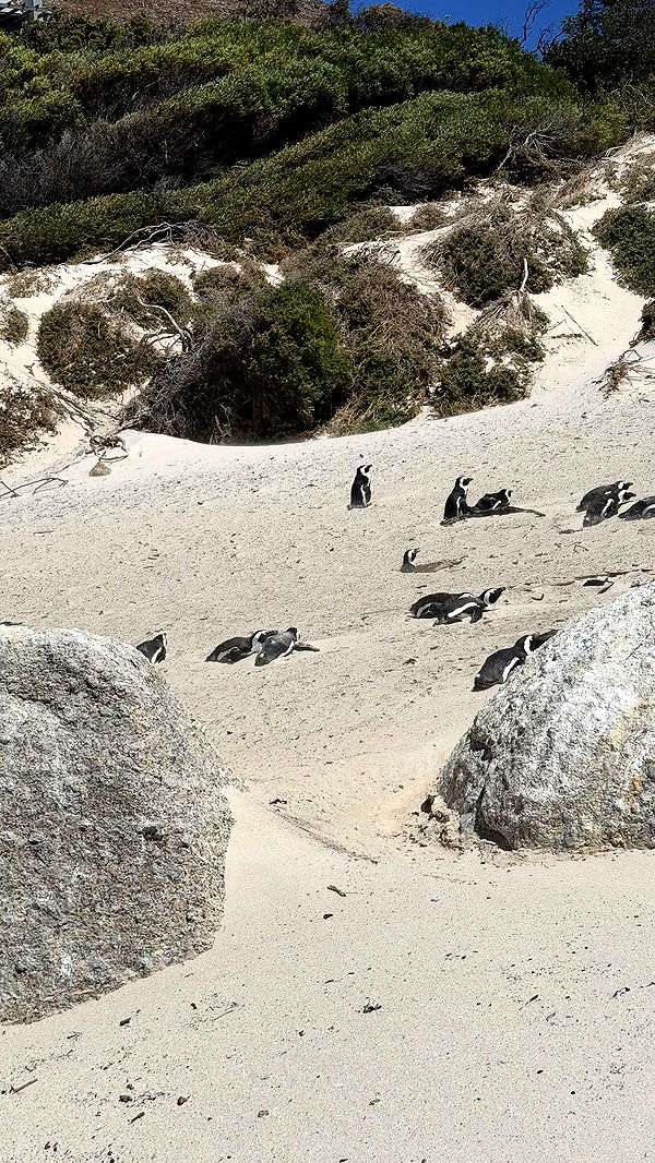 meelahrobbins image ~ Altpins