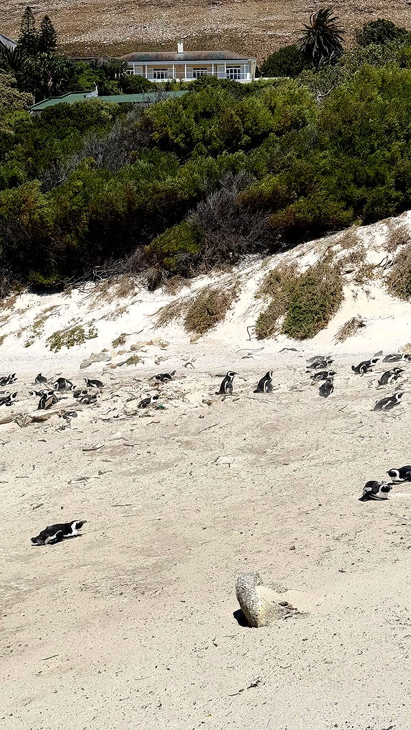 meelahrobbins image ~ Altpins