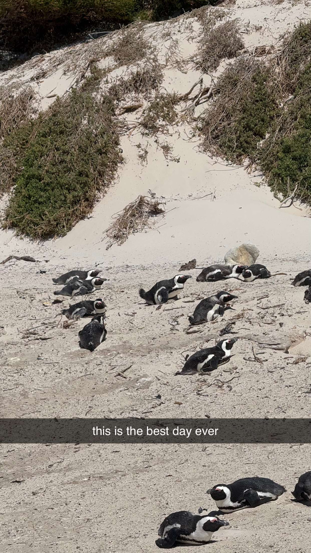 meelahrobbins snapchat image archive image