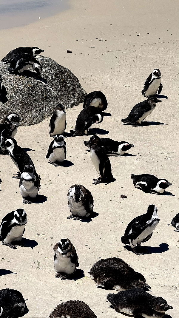 meelahrobbins image ~ Altpins