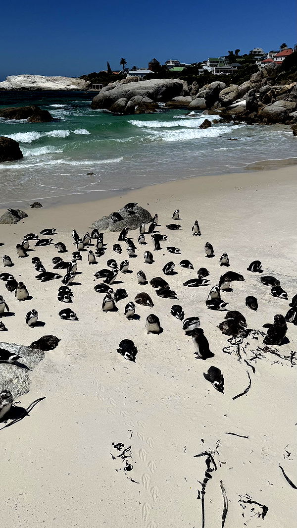 meelahrobbins image ~ Altpins