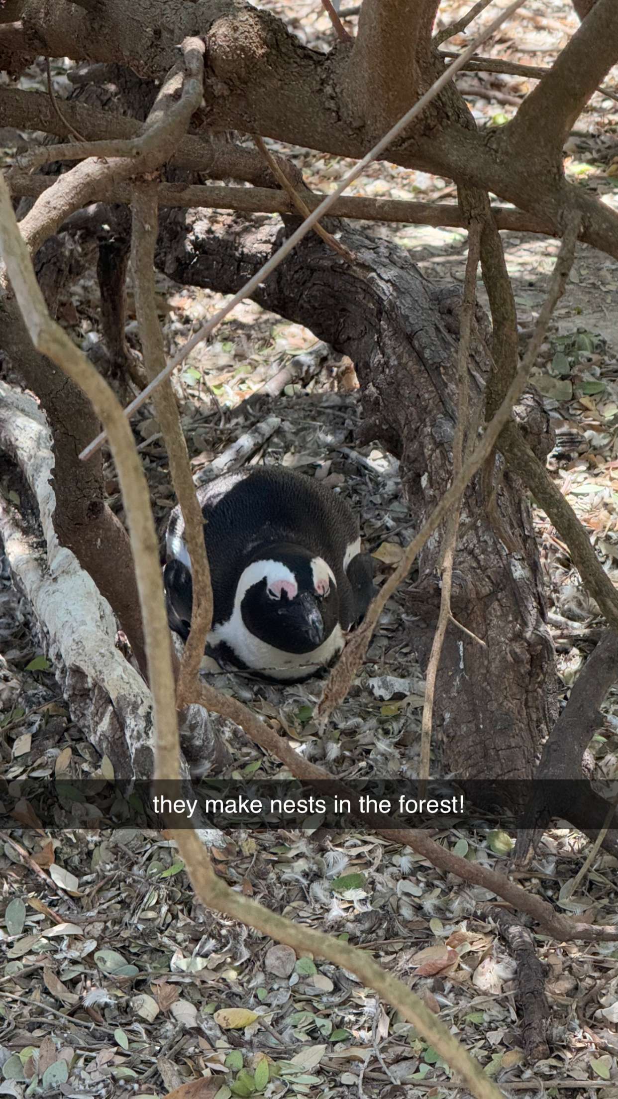 meelahrobbins snapchat image archive image