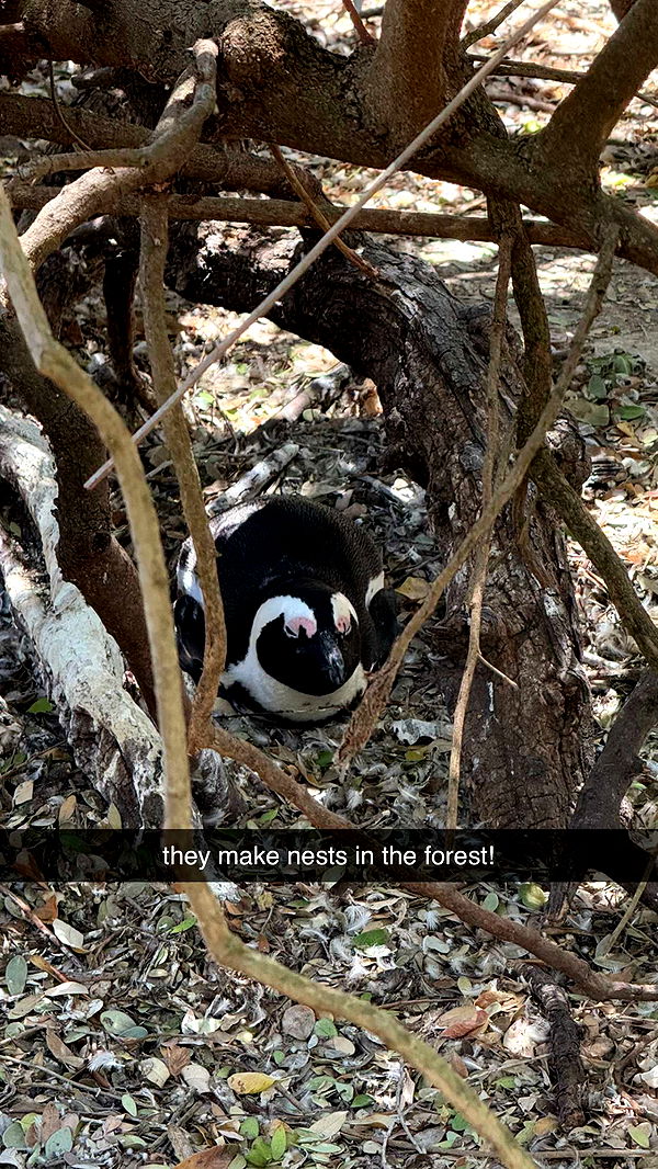 meelahrobbins image ~ Altpins