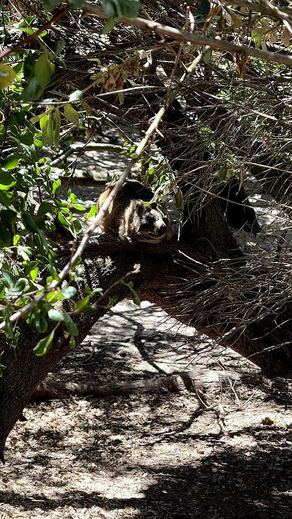 meelahrobbins image ~ Altpins