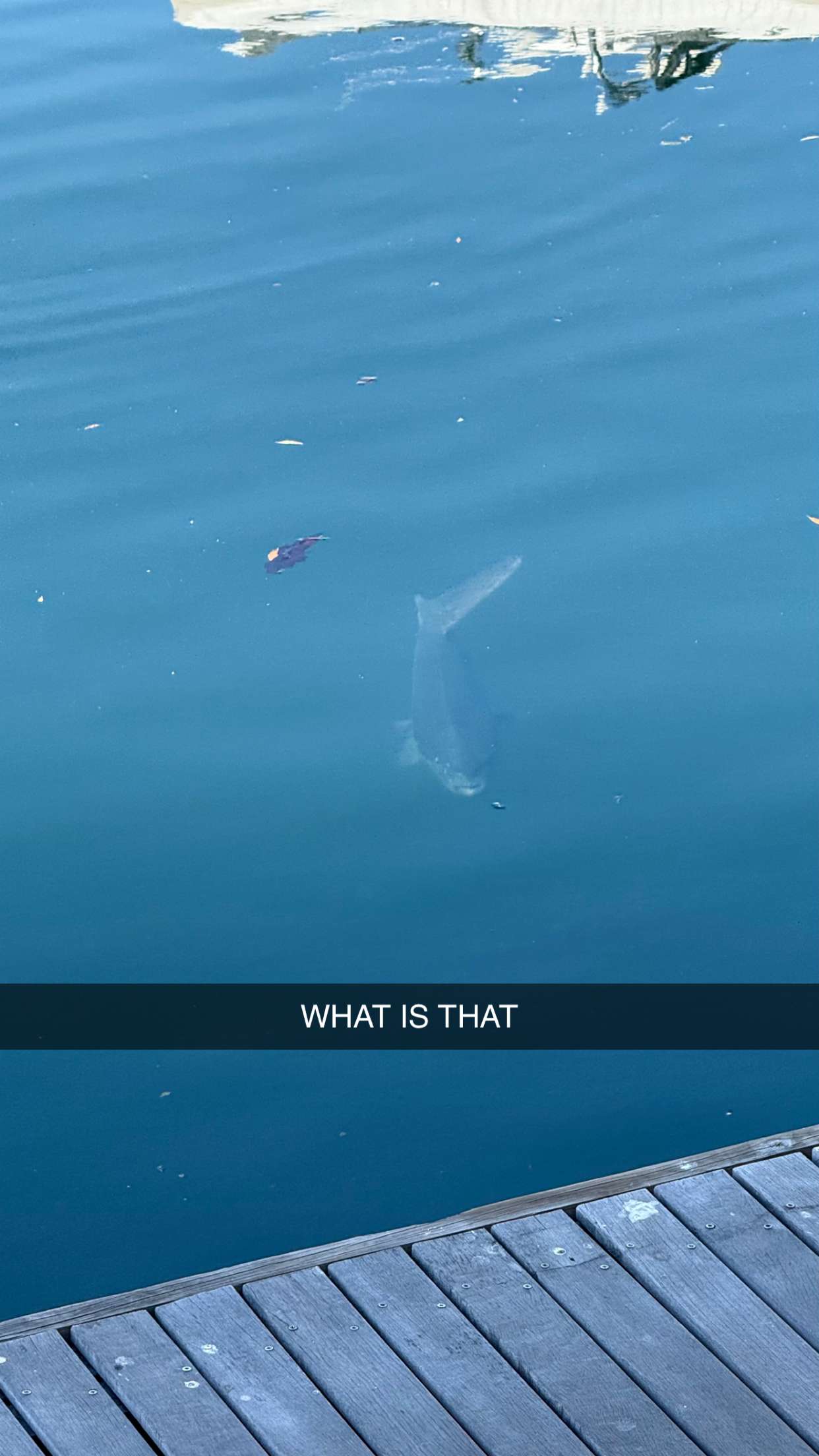 meelahrobbins snapchat image archive image