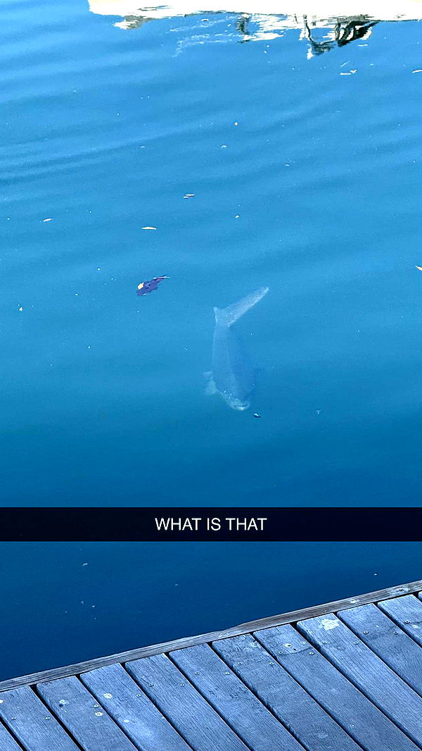 meelahrobbins image ~ Altpins