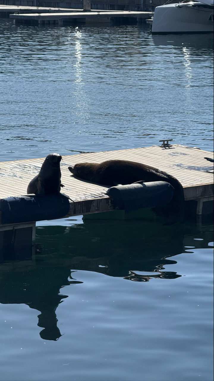 meelahrobbins snapchat image archive image