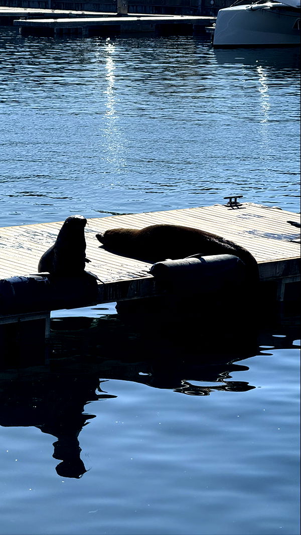 meelahrobbins image ~ Altpins