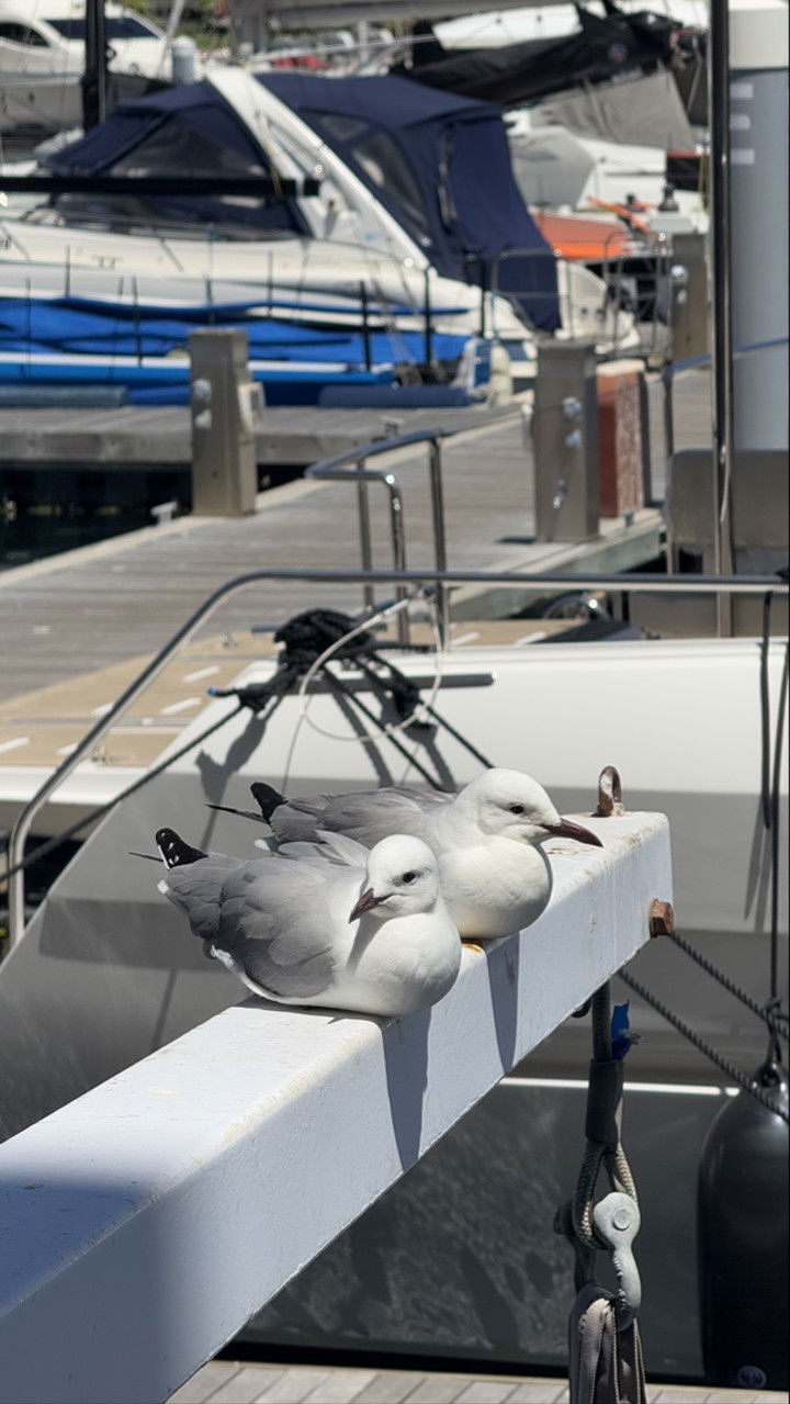 meelahrobbins snapchat image archive image