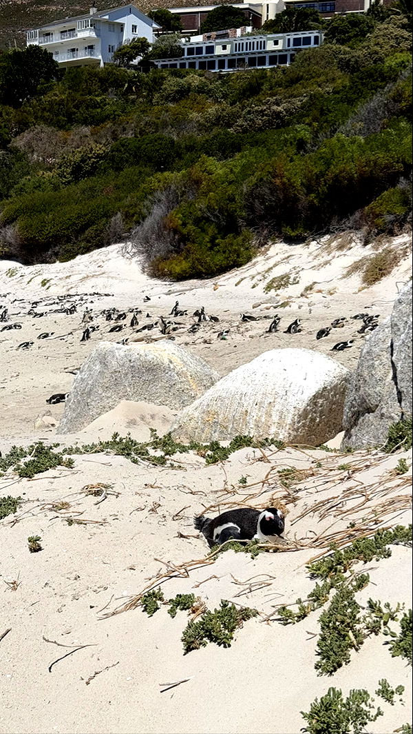 meelahrobbins image ~ Altpins