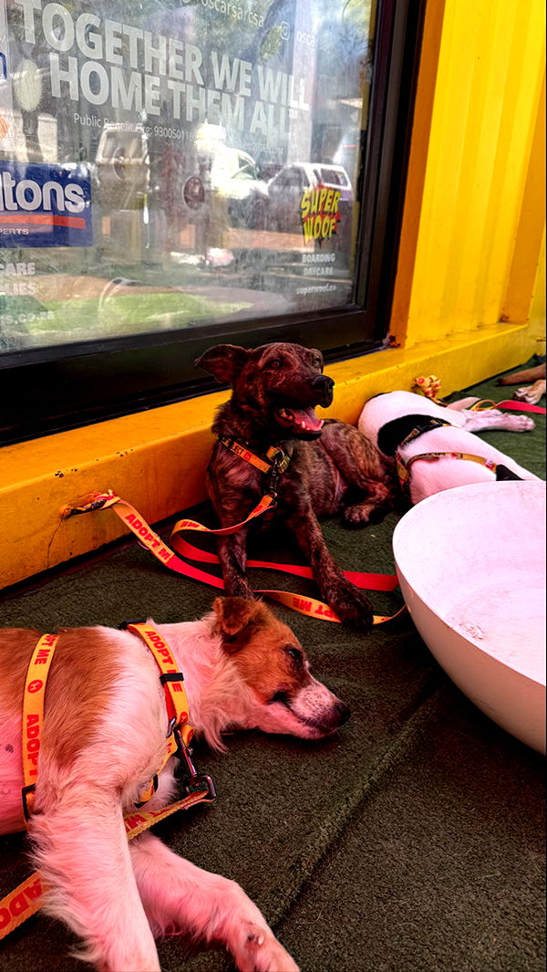 meelahrobbins image ~ Altpins