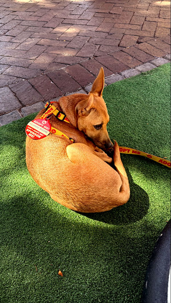 meelahrobbins image ~ Altpins