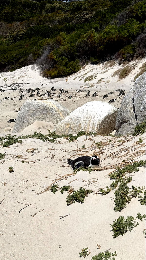 meelahrobbins image ~ Altpins