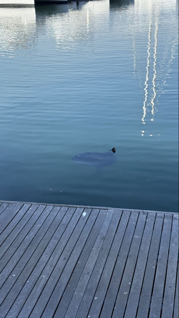 meelahrobbins snapchat image archive image