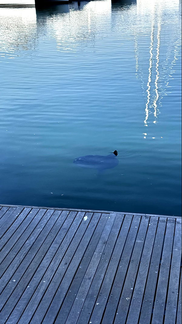 meelahrobbins image ~ Altpins