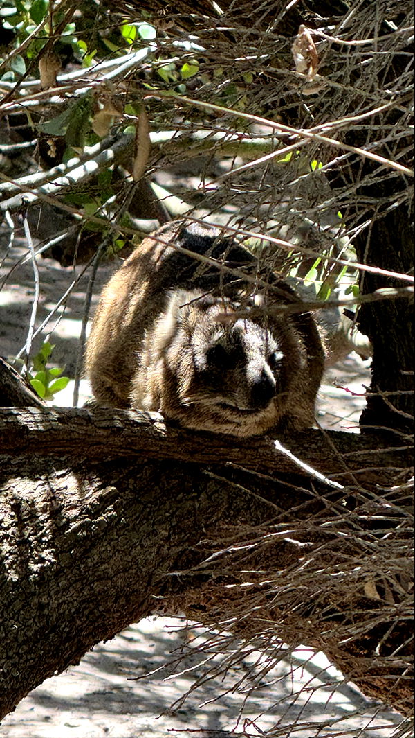 meelahrobbins image ~ Altpins