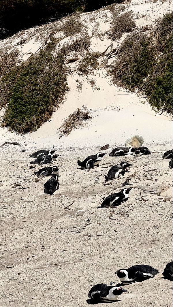 meelahrobbins image ~ Altpins