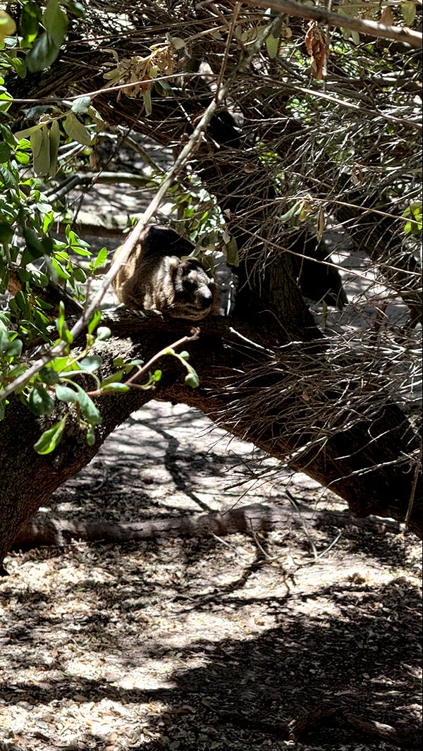 meelahrobbins image ~ Altpins