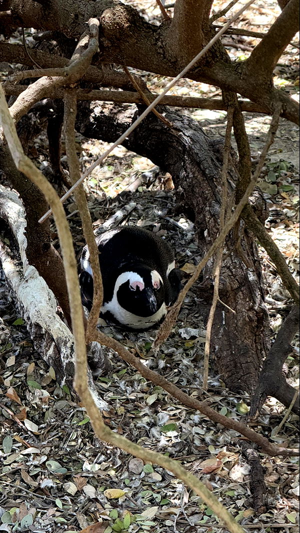 meelahrobbins image ~ Altpins