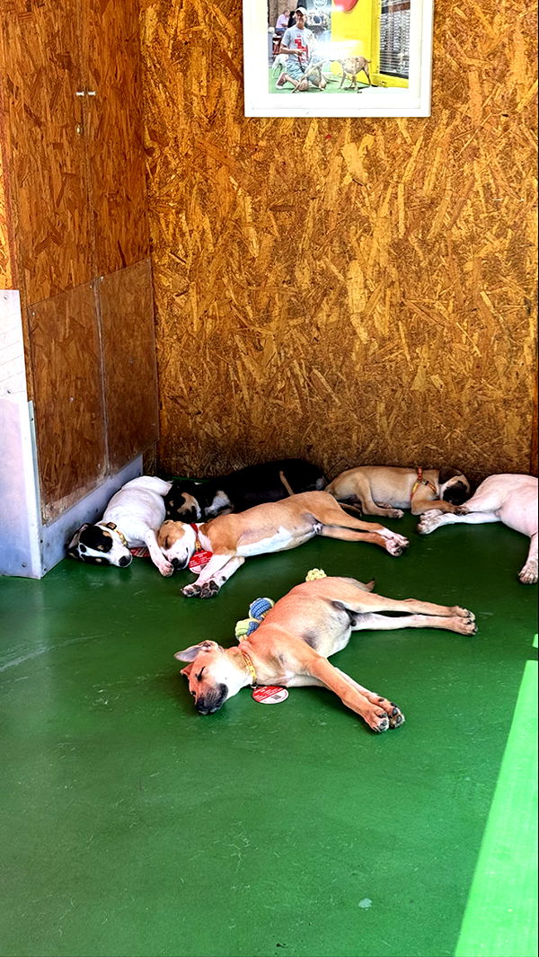 meelahrobbins image ~ Altpins