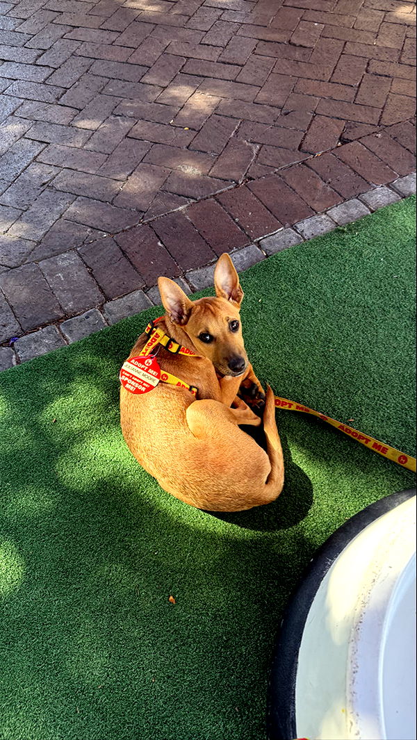 meelahrobbins image ~ Altpins