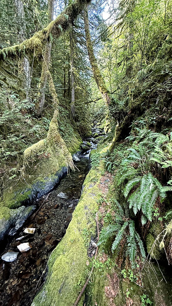 meelahrobbins image ~ Altpins