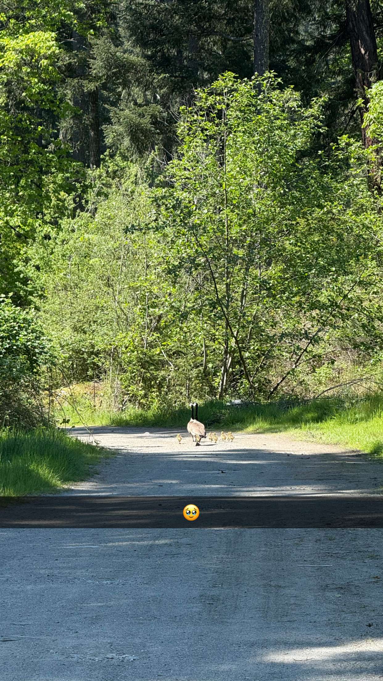 meelahrobbins snapchat image archive image