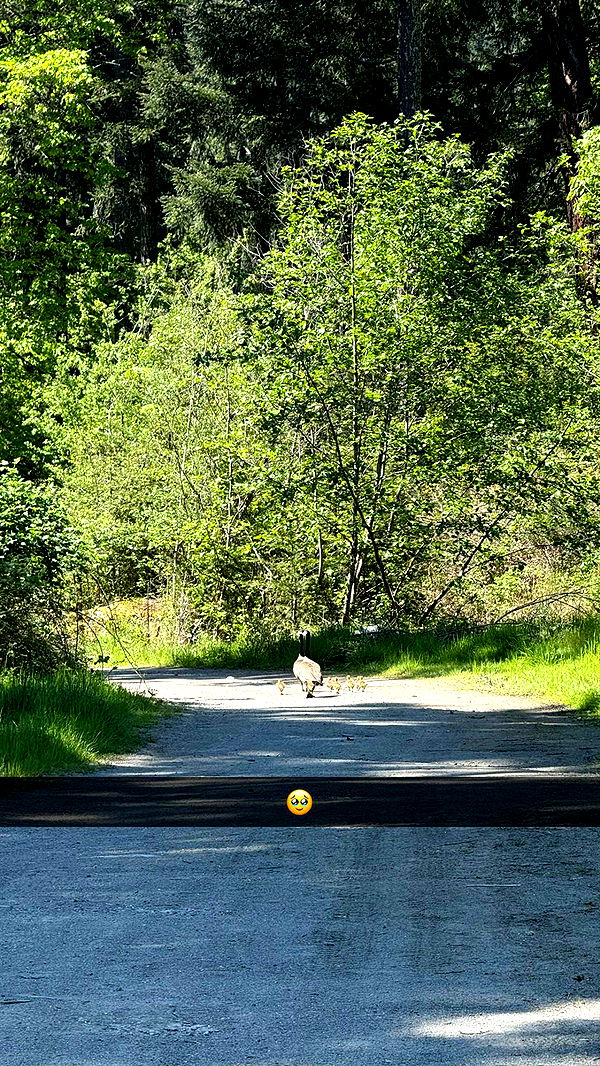 meelahrobbins image ~ Altpins