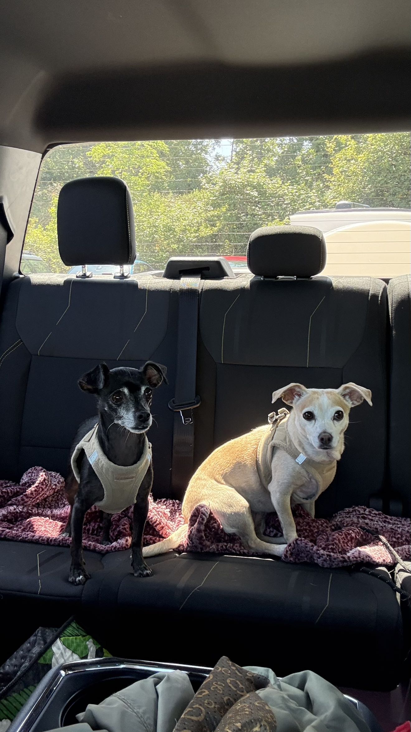 meelahrobbins snapchat image archive image