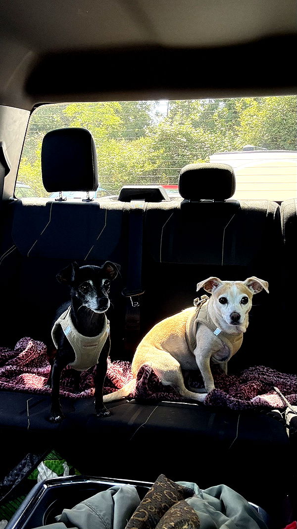 meelahrobbins image ~ Altpins