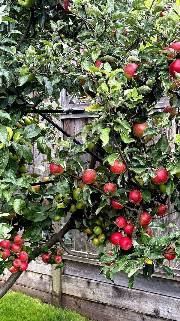 meelahrobbins image ~ Altpins