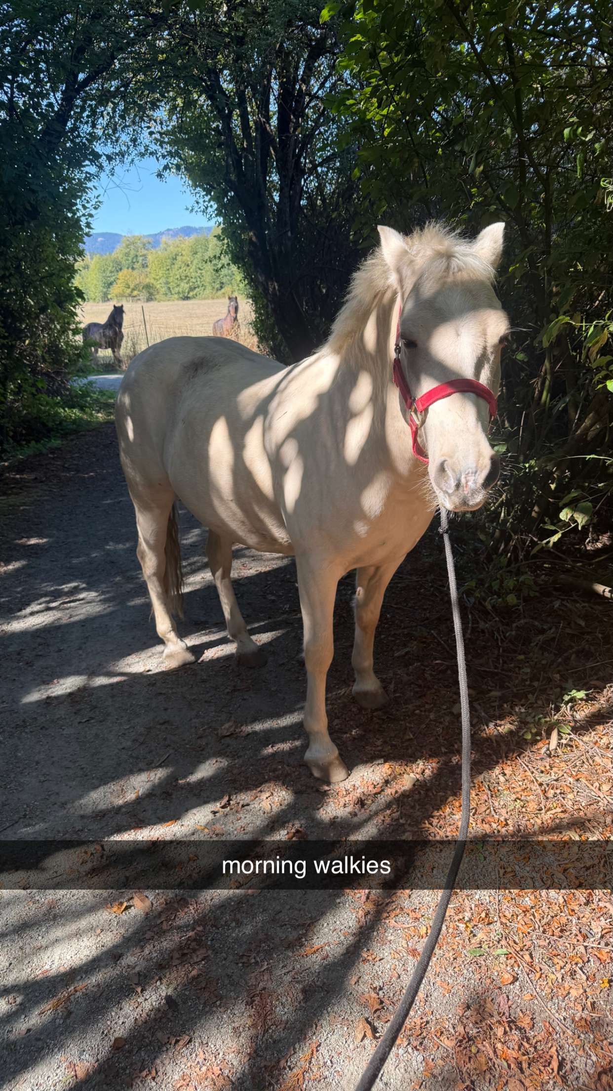 meelahrobbins snapchat image archive image