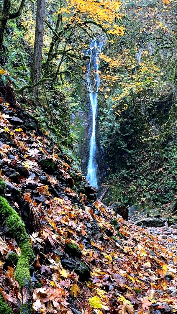 meelahrobbins image ~ Altpins