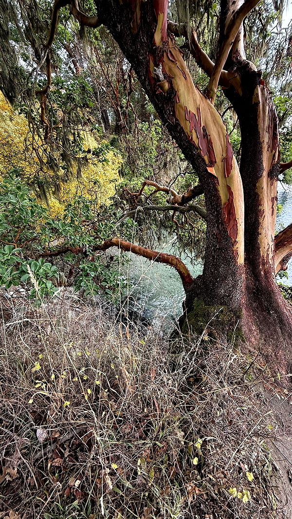 meelahrobbins image ~ Altpins