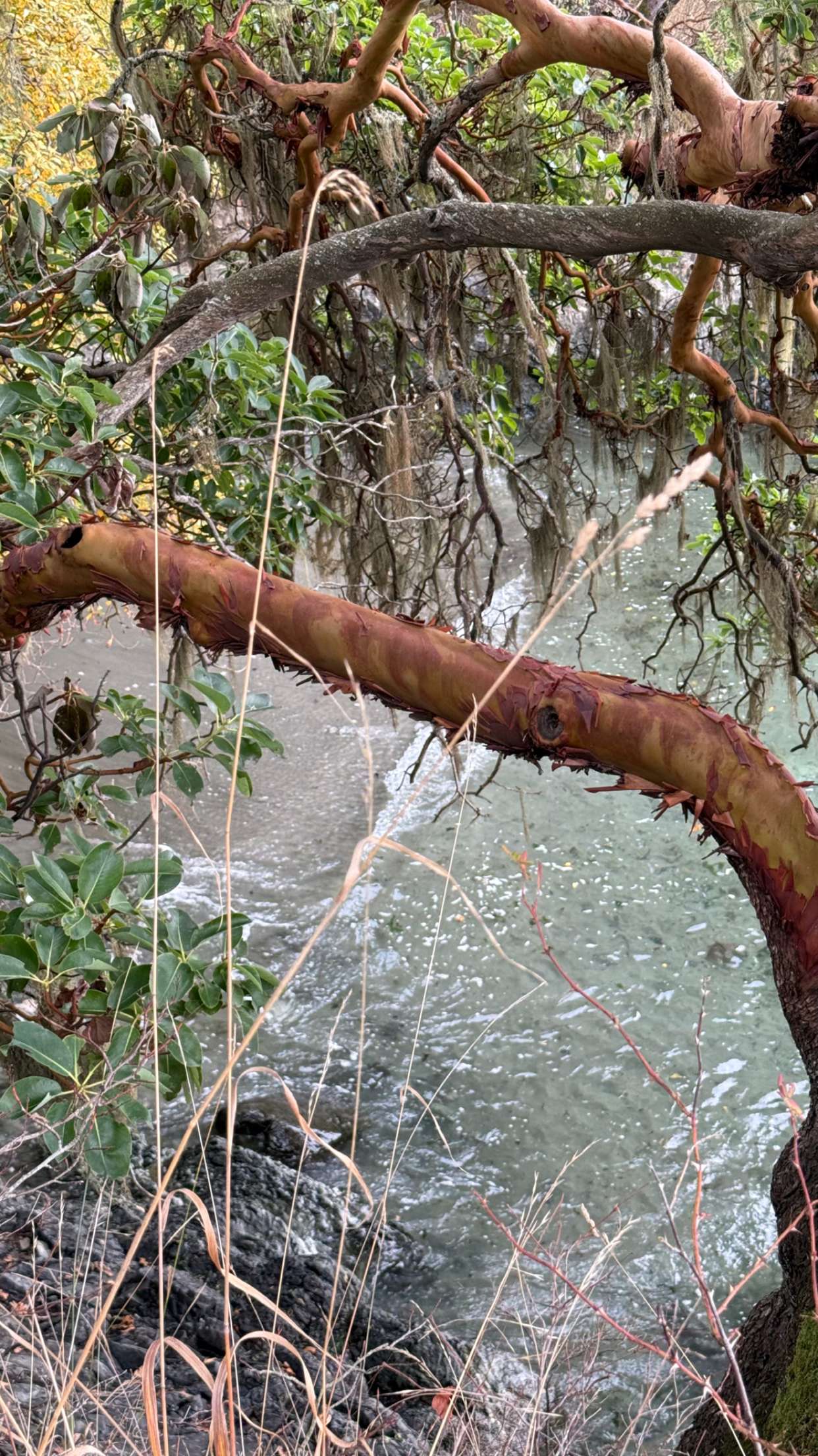 meelahrobbins snapchat image archive image