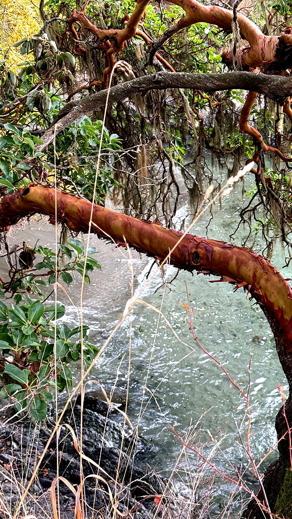 meelahrobbins image ~ Altpins