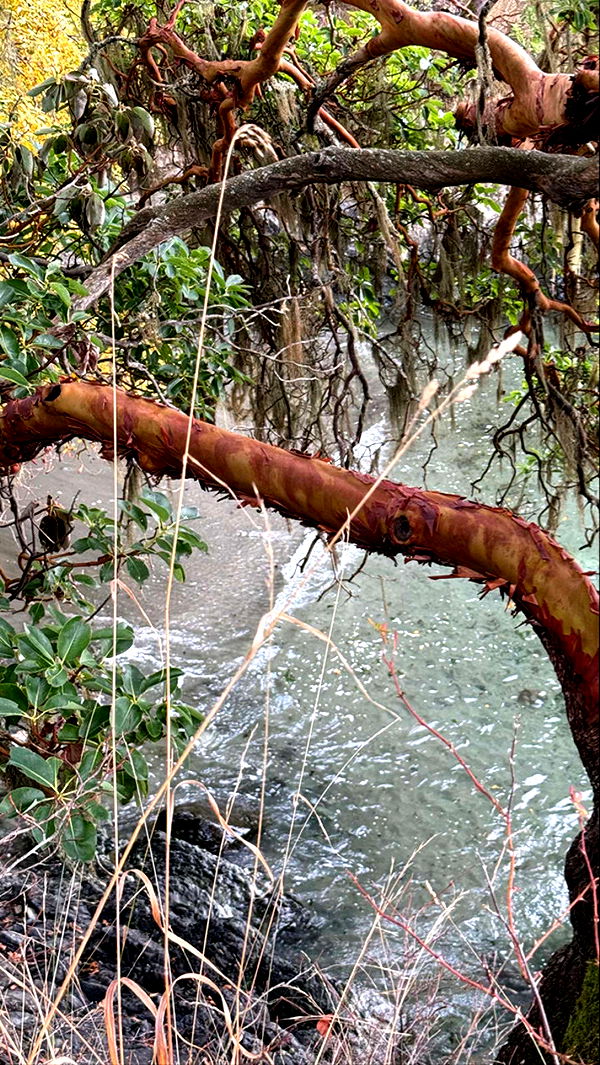 meelahrobbins image ~ Altpins