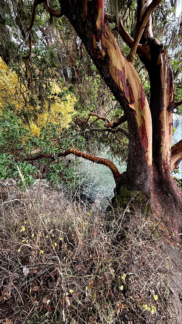 meelahrobbins image ~ Altpins